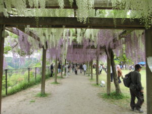 霧島市「和気公園藤まつり」で綺麗な藤の花が降ってきた。