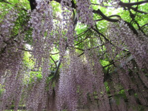 霧島市「和気公園藤まつり」で綺麗な藤の花が降ってきた。