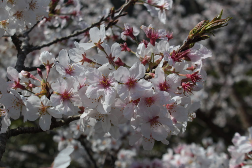 もうすぐ鹿児島も桜の季節だから、オススメサイト５選と情報収集のコツを伝授する。