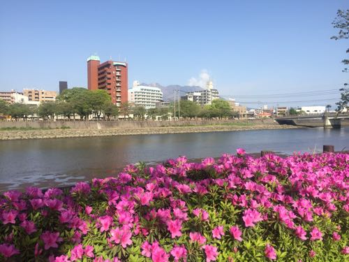 【備忘録】甲突川でお花見のマナーと楽しみ方