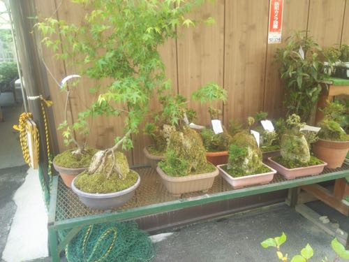 【インスタ映え】インスタポイントと新種の竹を吉田町本城で新発見！
